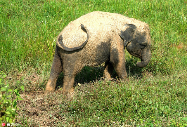 印尼小象天生畸形短子鼻 进食困难获人类救助开启新生活