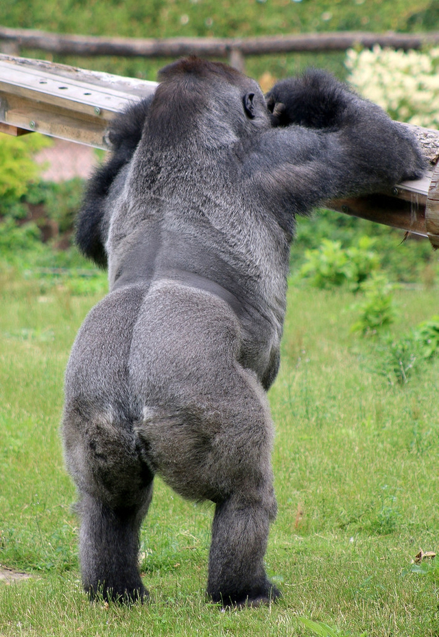 大猩猩镜头前秀性感 姿势撩人"回头杀"戏精了