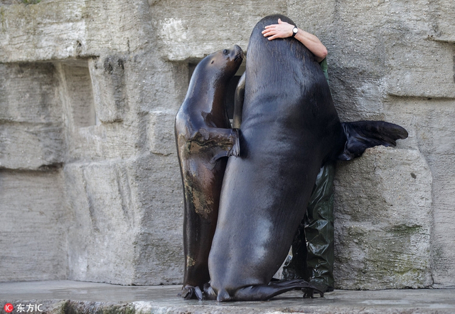 晒晒动物界"磨人的小妖精" 求亲亲要抱抱赖上饲养员!
