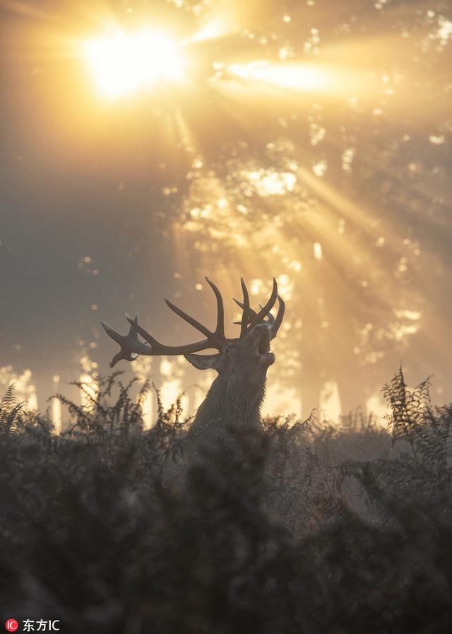 鹿回头看日出图片