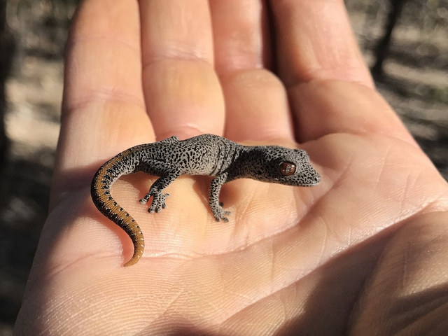 金尾守宫喷射恶臭液体当武器