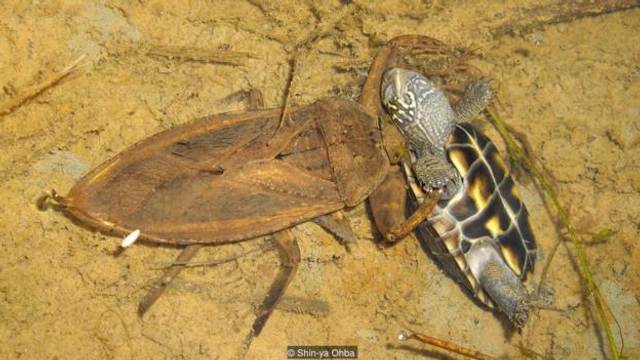 正在捕食一只小水龟的水蝎