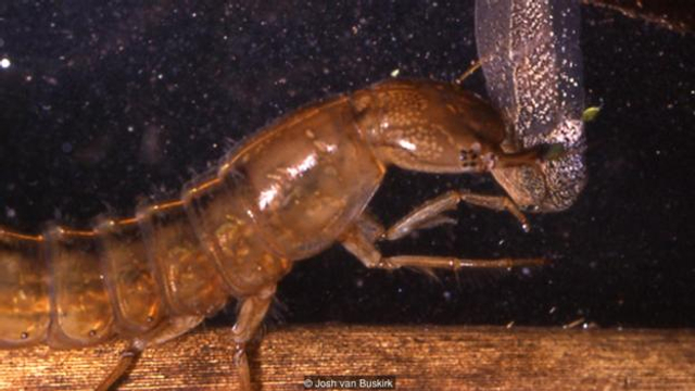 那些颠覆常规的捕食:蜘蛛吃老鼠到蜈蚣吃蝙蝠