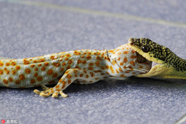 泰国青蛇生吞壁虎画面惊心