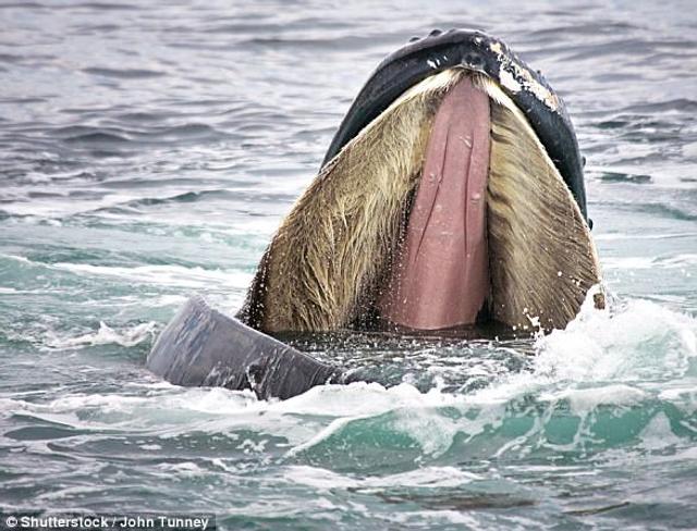 真正的鲸吞:无人机拍摄蓝鲸大口吞食磷虾群