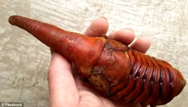独角仙吓人外形如同外星生物：成虫只能活三到六个月