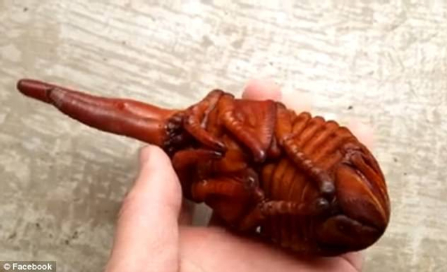 独角仙吓人外形如同外星生物：成虫只能活三到六个月