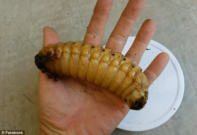 独角仙吓人外形如同外星生物：成虫只能活三到六个月