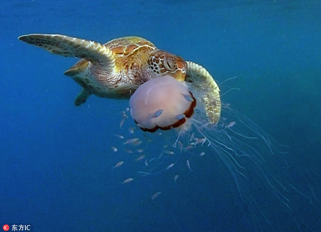 海龟津津有味活吞水母罕见画面