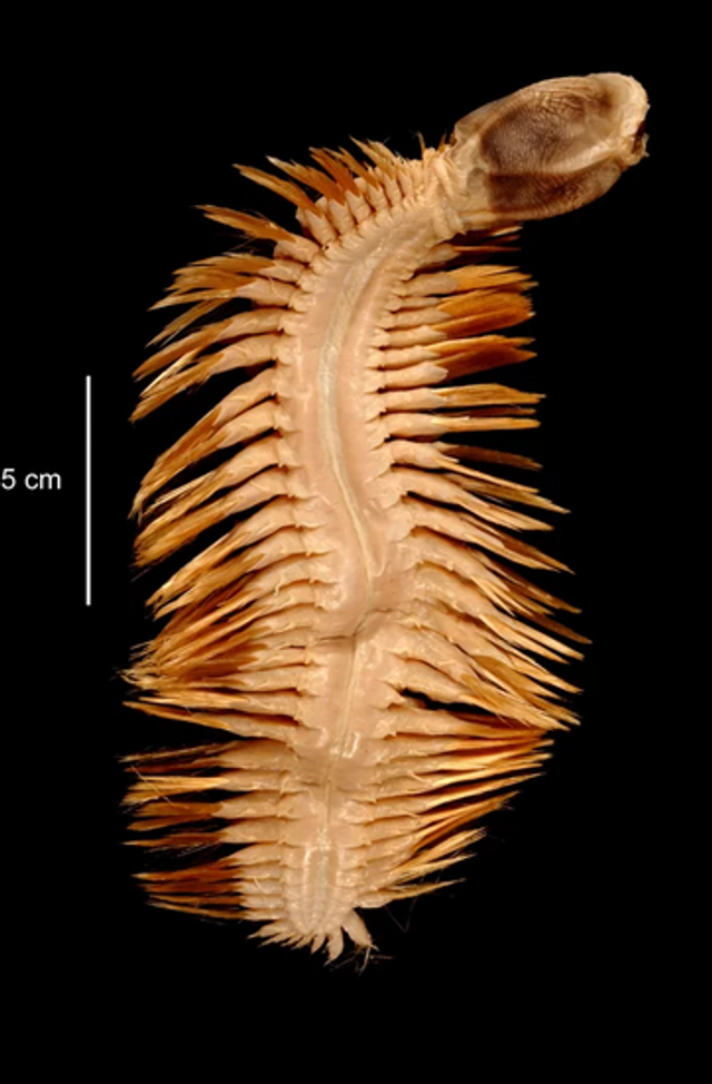 南极奇特巨型海鳞虫长刚硬鬃毛