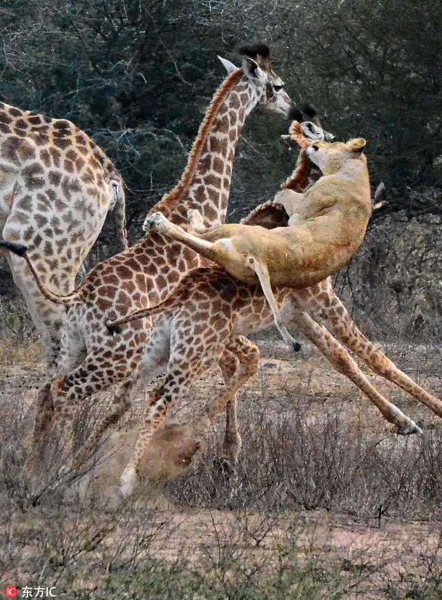 并用20分钟时间成功杀死了小长颈鹿,整个过程尽显狮子凶残本性