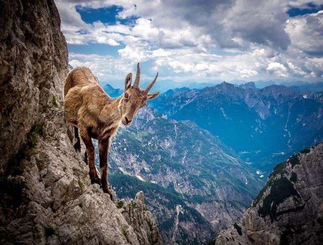 勇敢山羊阿尔卑斯山悬崖峭壁上觅食:蹄分两瓣酷似钳子