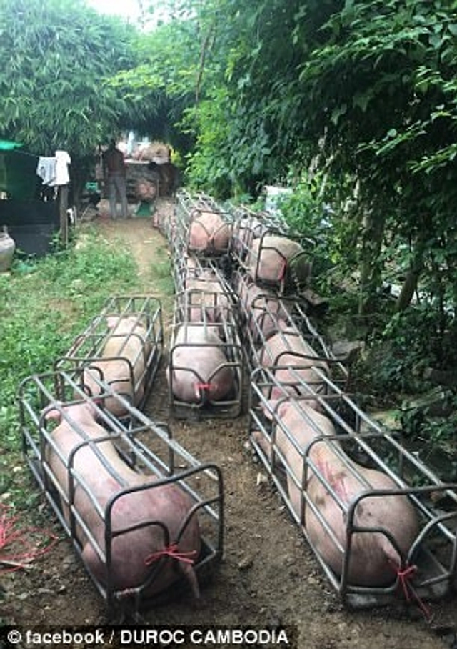 柬埔寨公司培育巨型变异“肌肉猪”遭谴责