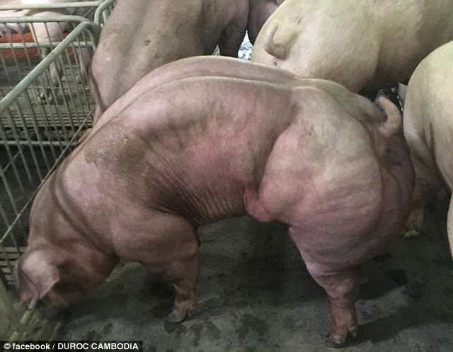 柬埔寨公司培育巨型变异“肌肉猪”遭谴责