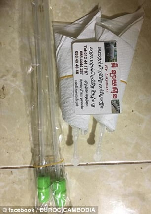 柬埔寨公司培育巨型变异“肌肉猪”遭谴责
