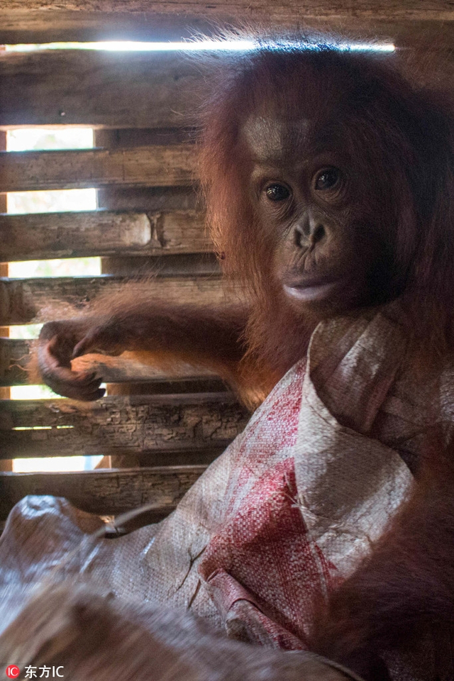 印尼3岁红毛猩猩被囚木箱:无奈的表情令人心酸
