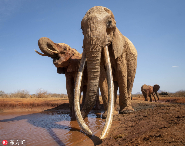 肯尼亚大象象牙长达1米9 威武霸气恍如猛犸再世_新浪图片