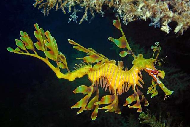 神秘海底潛藏著的15種奇特生物:葉形海龍和烙餅章魚_新浪圖片