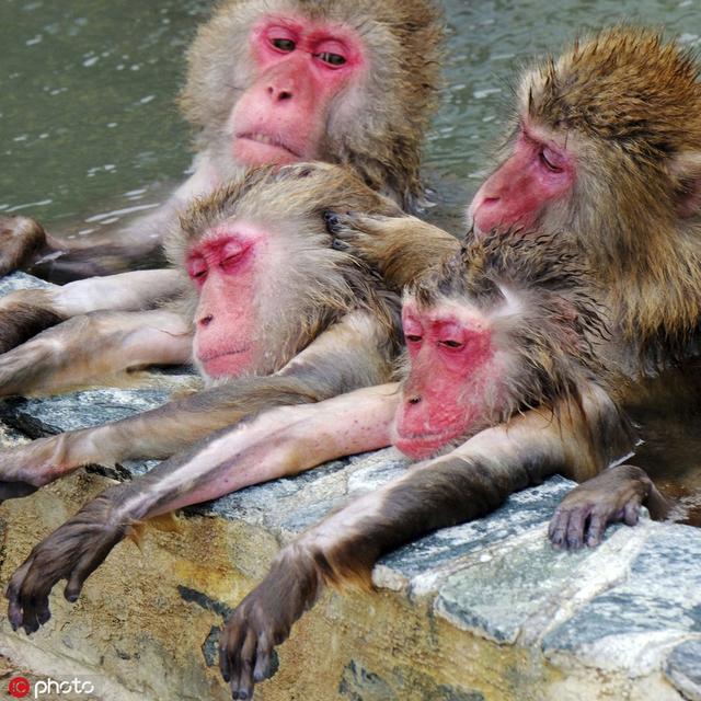 5         日本北海道函馆市,当地热带植物园的日本猕猴正享受室外