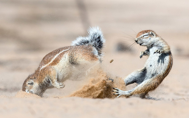 萌力暴击!动物界激烈打斗也会莫名可爱