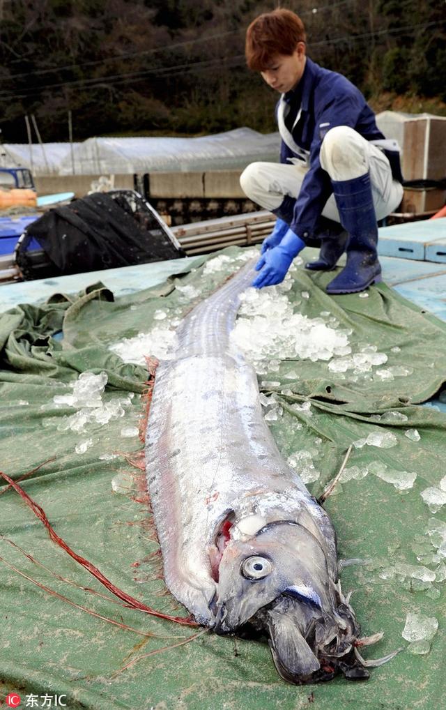 日本兵库县捕获一条皇带鱼 长度达442米