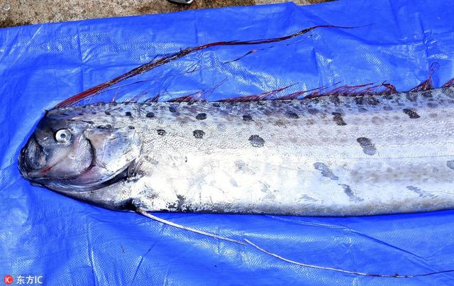 日本兵库县捕获一条皇带鱼 长度达442米