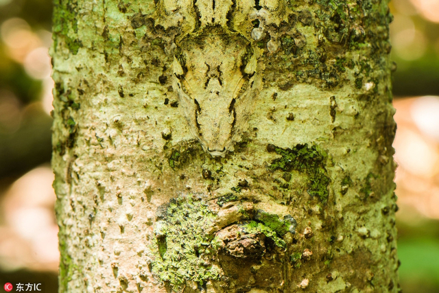 当动物玩起隐身你能找出几个?