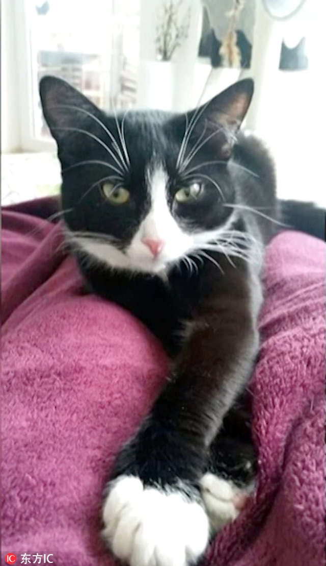德国小黑猫患上白癜风 变色成"斑点狗"