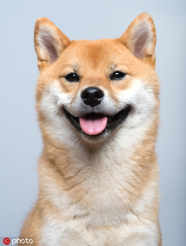 晒晒柴犬微笑照 天使下凡的绝世小可爱