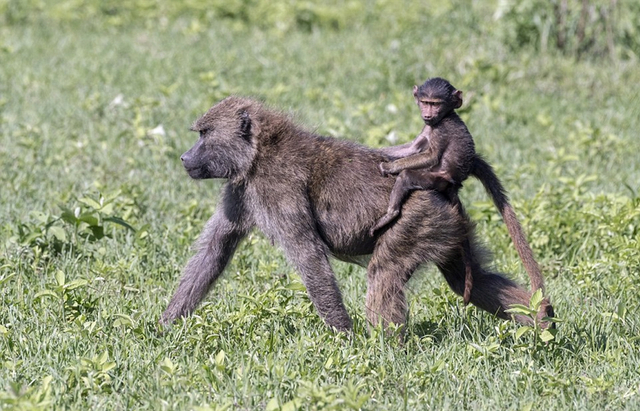 1/6近日,网上一组照片记录下了动物世界的温馨一刻.