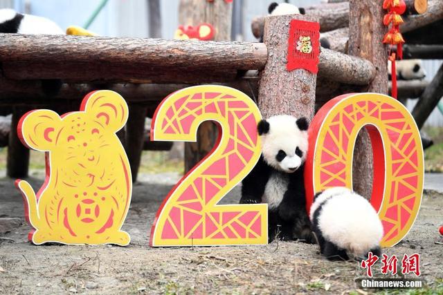 新生 大熊猫天团 闹 小年 送最萌鼠年祝福 新浪图片