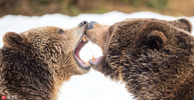 德国诺伊舍瑙,两头棕熊在当地动物园玩耍,一言不合扭打成一团