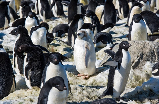 南极患白化病的小企鹅全身雪白 独树一帜