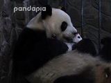 美动物园分开大熊猫母子引争议:母亲因分离陷悲痛