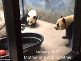 美动物园分开大熊猫母子引争议:母亲因分离陷悲痛