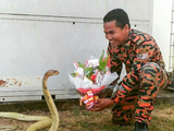 马来男子训蛇有道 把眼镜蛇养成家宠