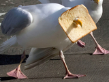 可以说是爆笑了！冰岛海鸥吃面包把自己卡住