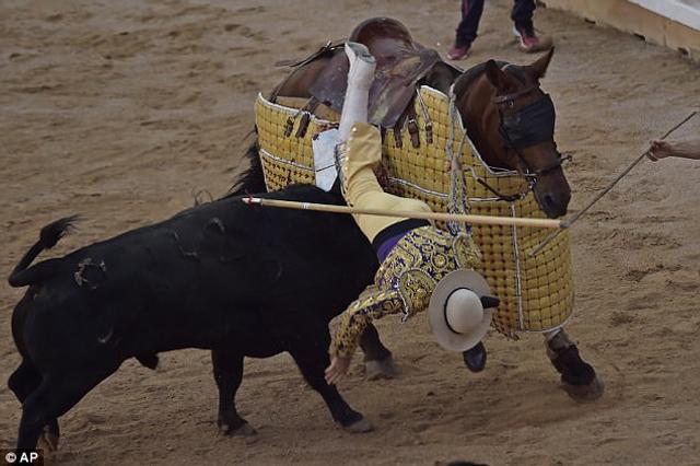 一名骑马斗牛士在将一支长矛插入公牛体内后,也被从马背上撞翻在地