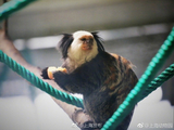 上海动物园又添新成员 萌猴杰氏狨首次展出