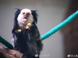上海动物园又添新成员 萌猴杰氏狨首次展出