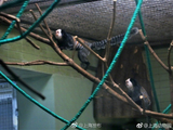 上海动物园又添新成员 萌猴杰氏狨首次展出