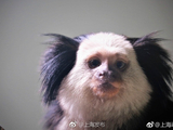 上海动物园又添新成员 萌猴杰氏狨首次展出