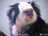上海动物园又添新成员 萌猴杰氏狨首次展出