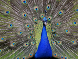 自然界最美的动物 20张美丽夺目的孔雀开屏