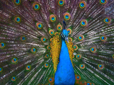 自然界最美的动物 20张美丽夺目的孔雀开屏
