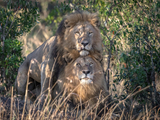 肯尼亚两雄狮亲昵被拍 基情满满辣眼睛