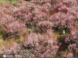 花开迎春来！全国各地花海“颜值”大比拼