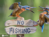 两只翠鸟因“育儿”问题起争执 激烈争吵咄咄逼人