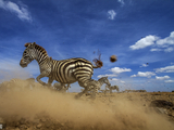 捕食者来啦！肯尼亚斑马突然拔腿就跑瞬间