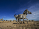 捕食者来啦！肯尼亚斑马突然拔腿就跑瞬间